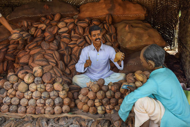 Kolhapur, India- March 16th 2019; Stock photo of 30 to 40 year old Indian villager statue wearing traditional cloths and selling peeled coconut to customer, bunch of raw peeled coconut on background.